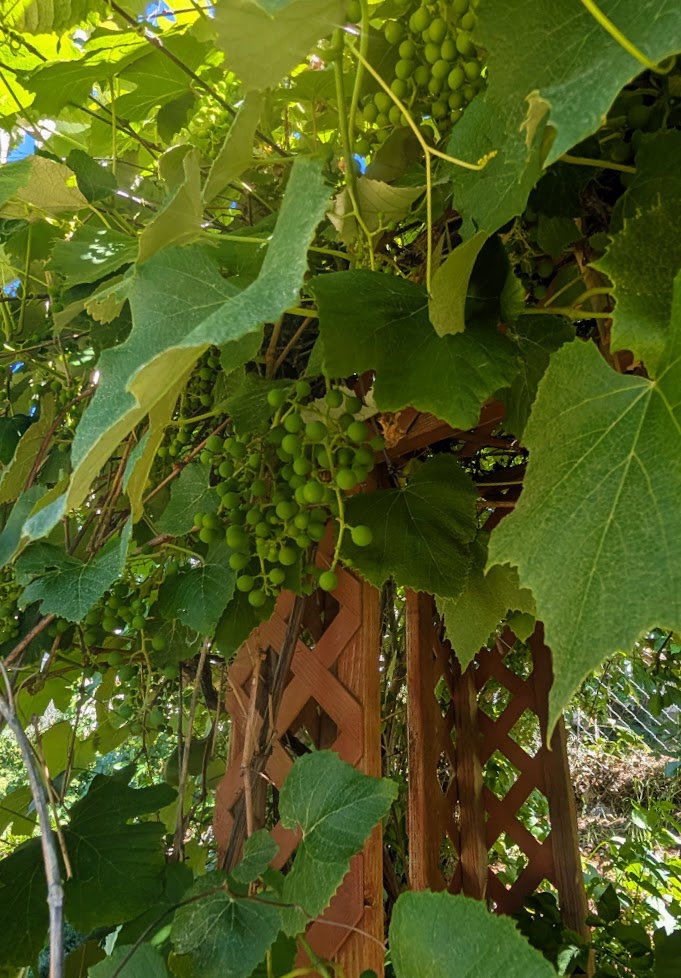 Grapes!