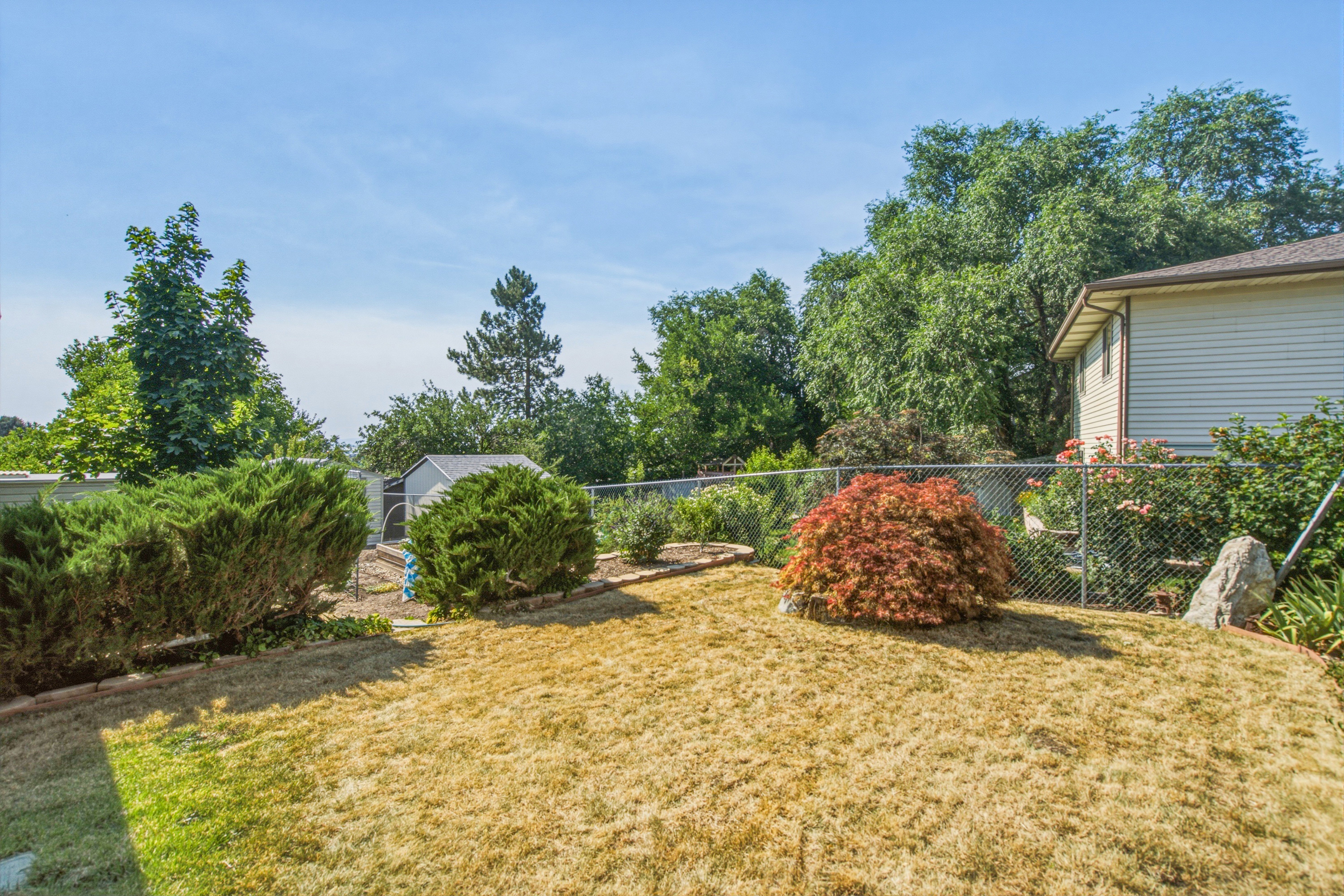 Expansive backyard featuring a chain-link fence, mature trees, and landscaping elements including shrubs and a red-leafed bush