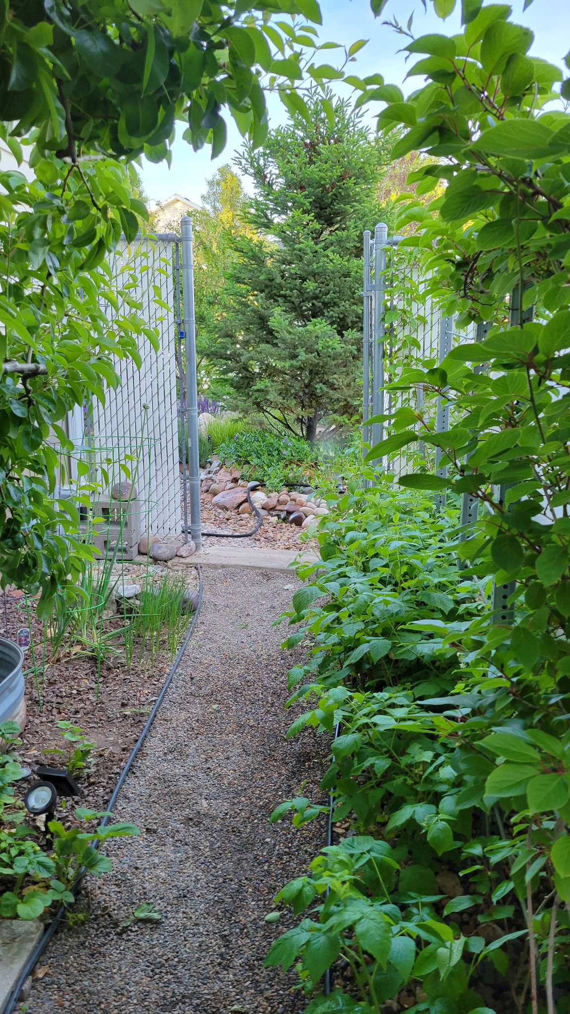 Gravel pathway framed by lush green foliage and a chain link fence