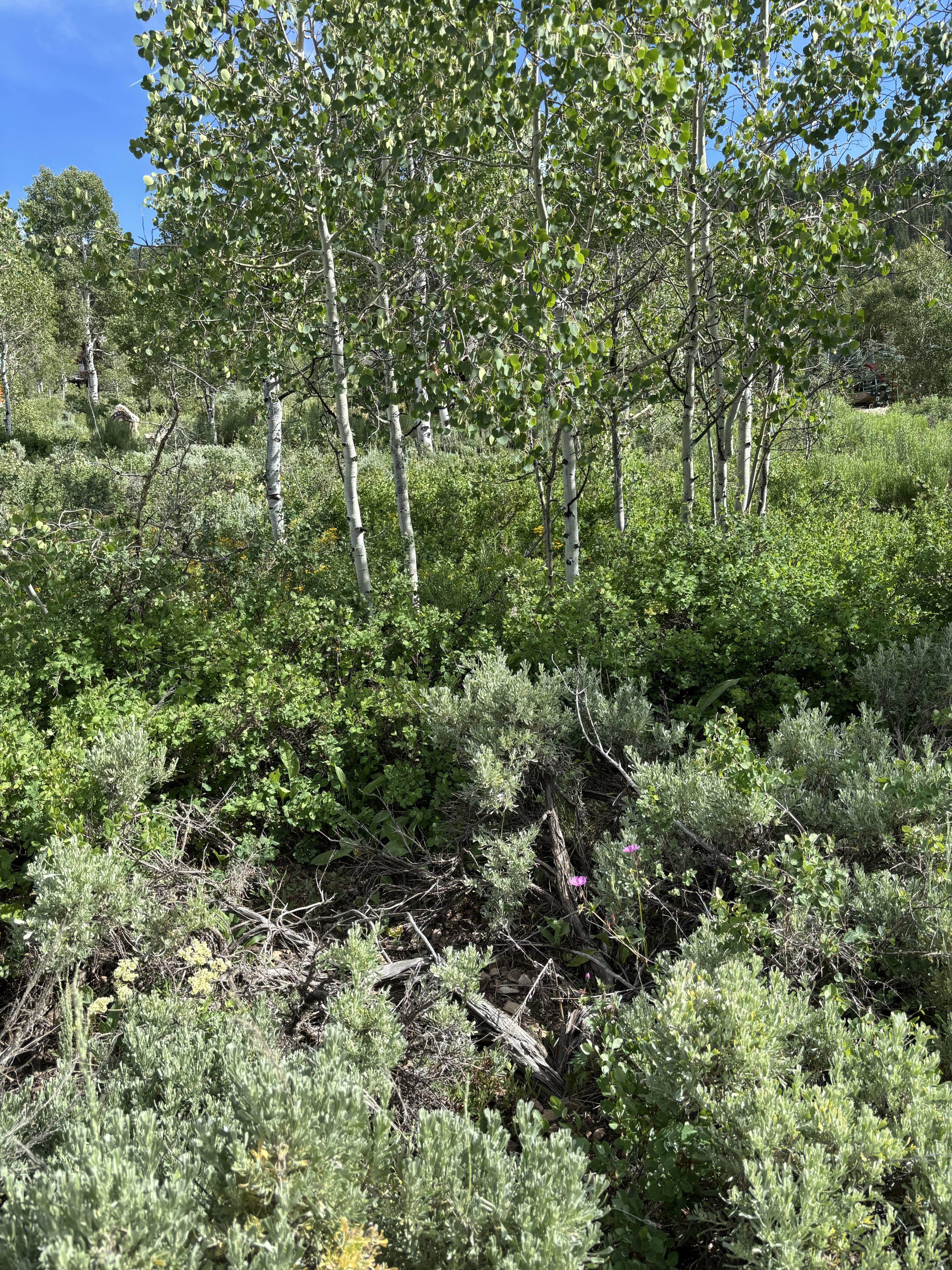 Mature trees and varied foliage define this natural landscape