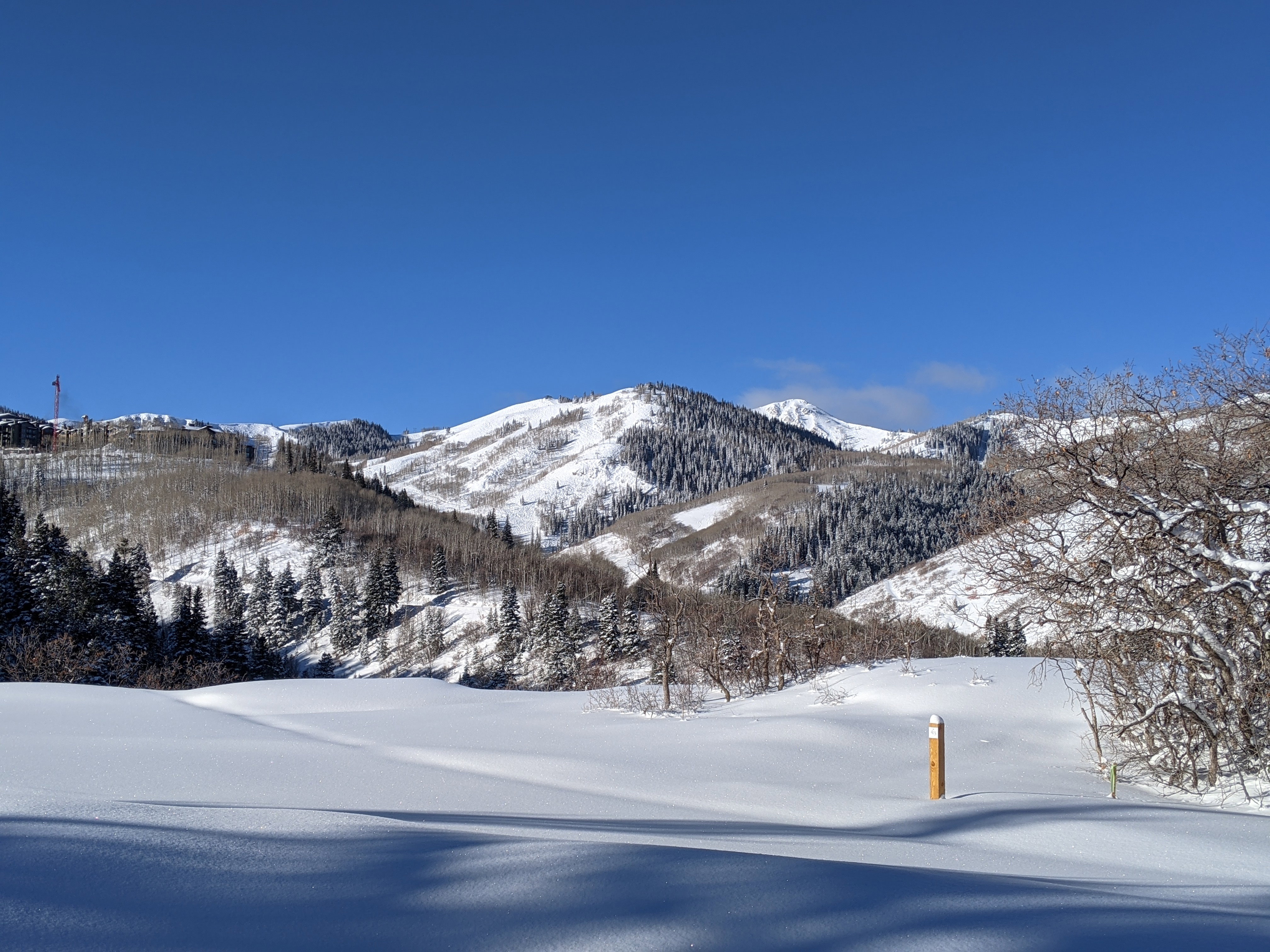 Snow-covered mountain range featuring evergreen and deciduous trees under a clear blue sky
