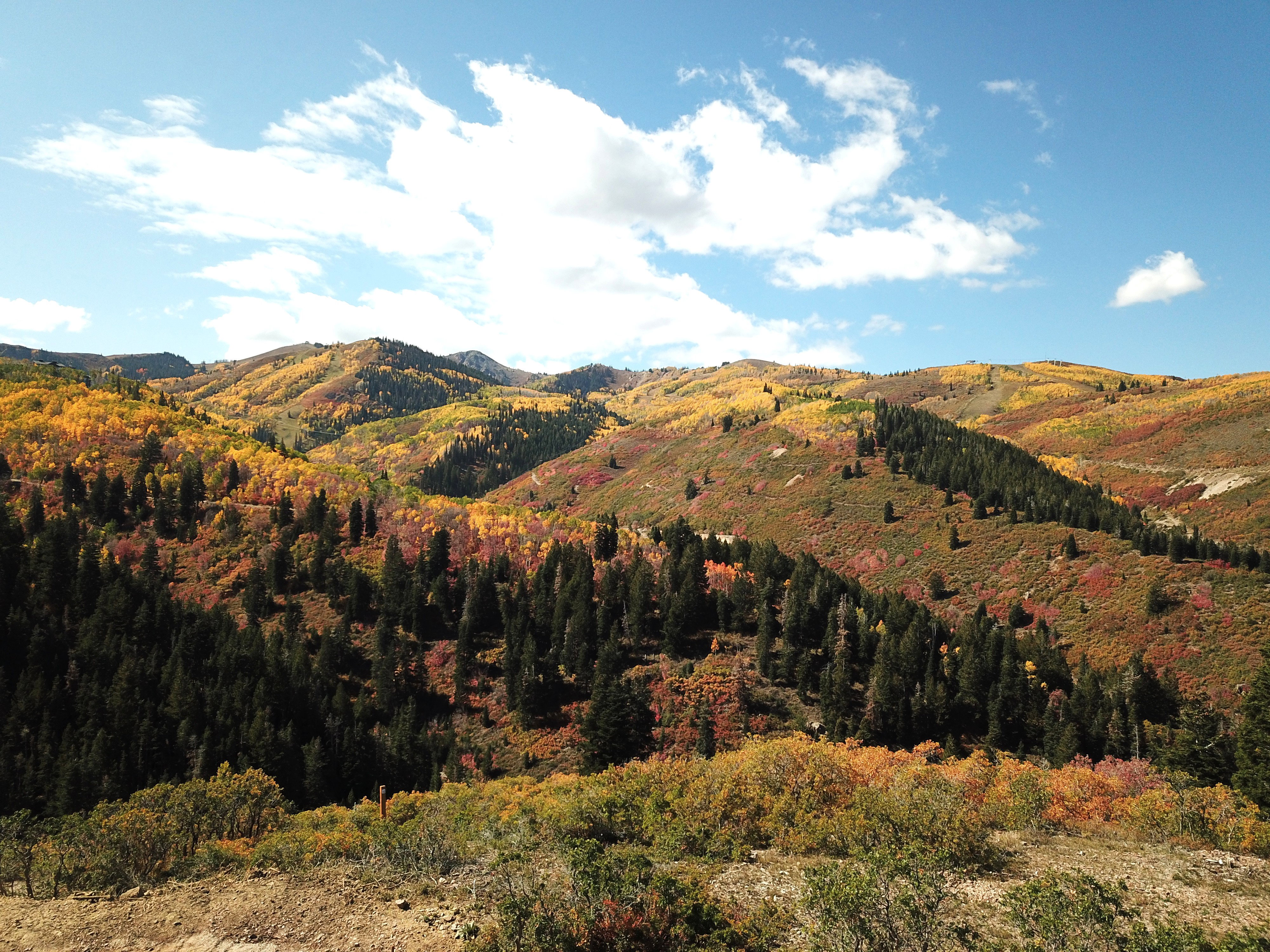 Mountainous terrain featuring dense tree coverage with vibrant fall foliage