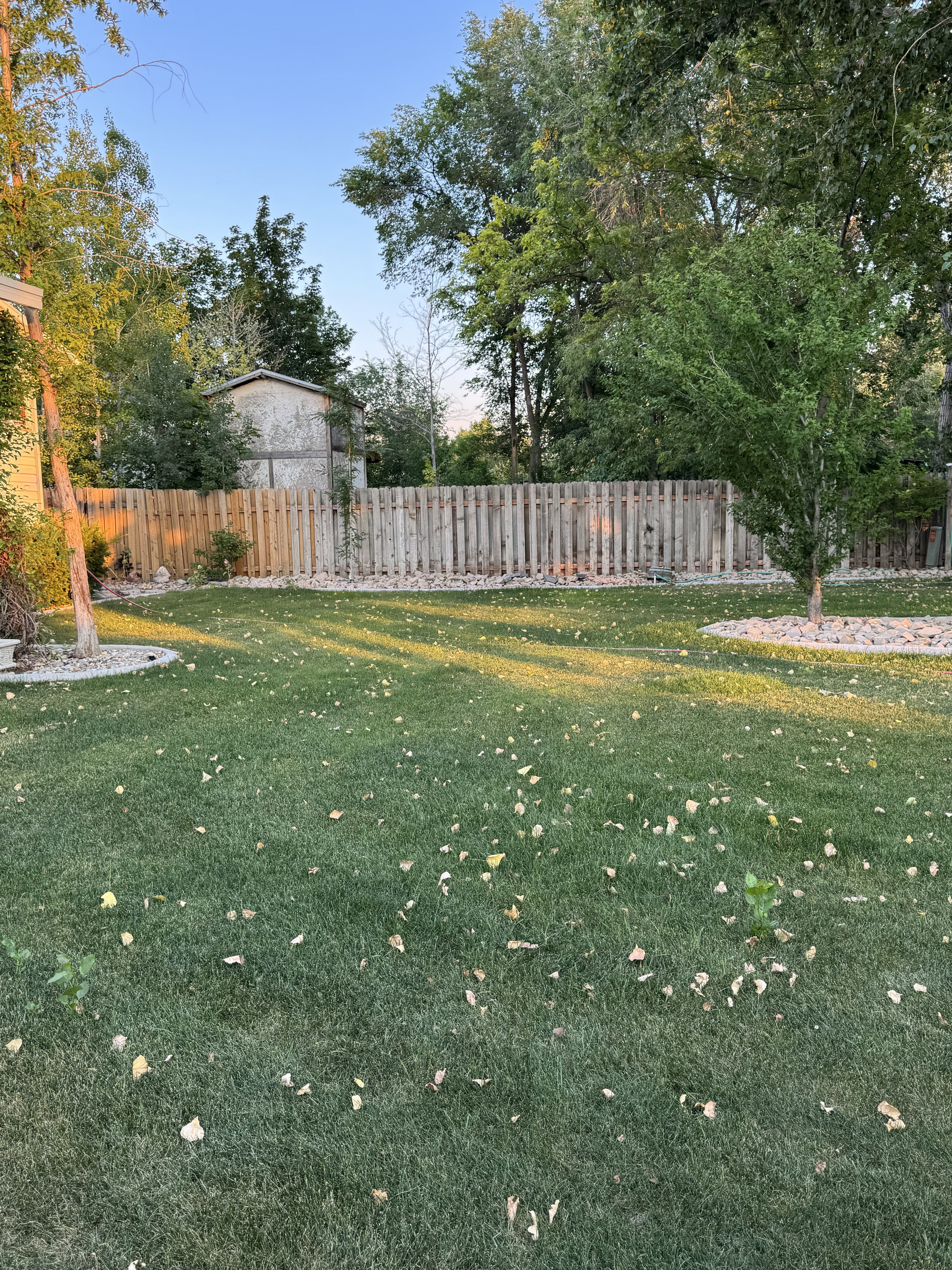 Expansive grass lawn featuring a wood picket fence, mature trees, and decorative rock landscaping