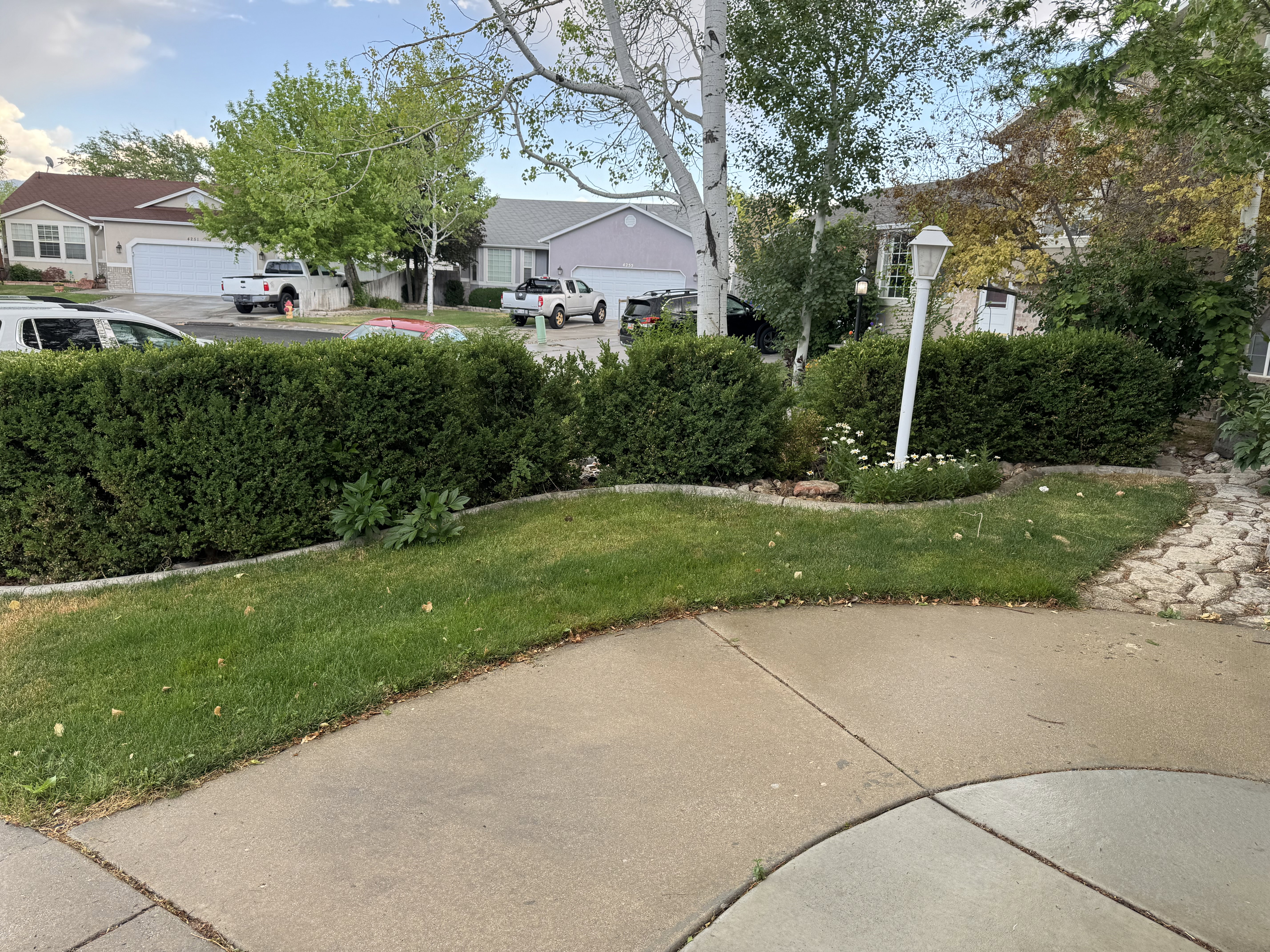 Manicured front yard featuring a concrete driveway, mature shrubbery, a white lamppost, and diverse plantings