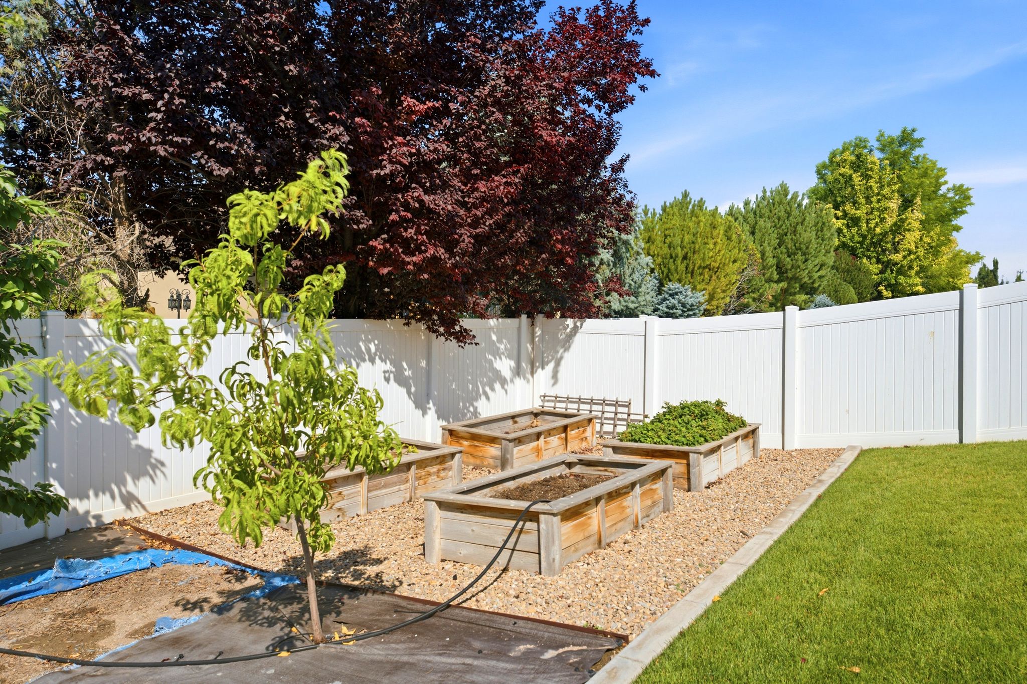 Backyard space featuring raised garden beds, a young tree, and a white privacy fence