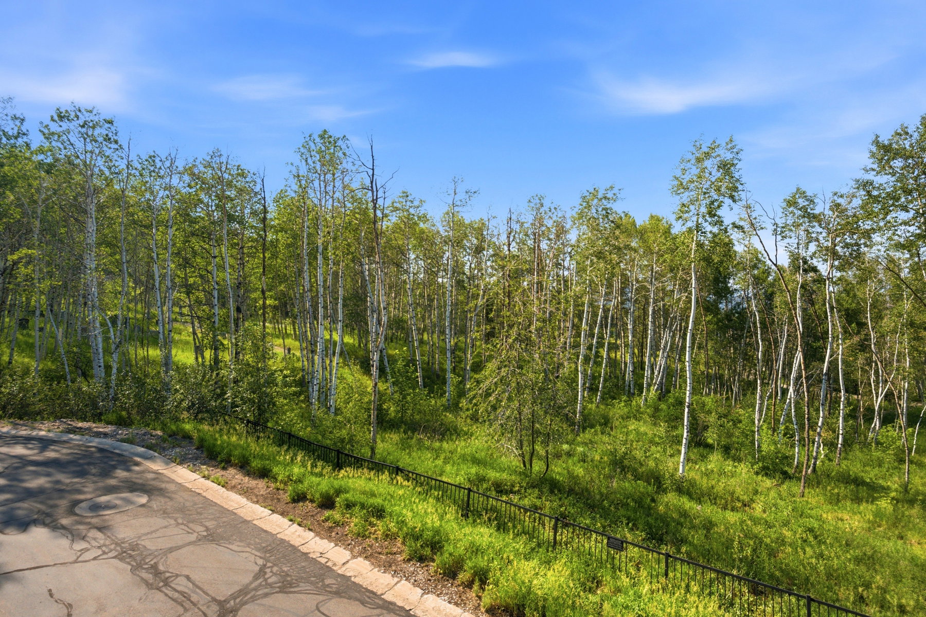 Wooded lot featuring mature trees and lush green foliage