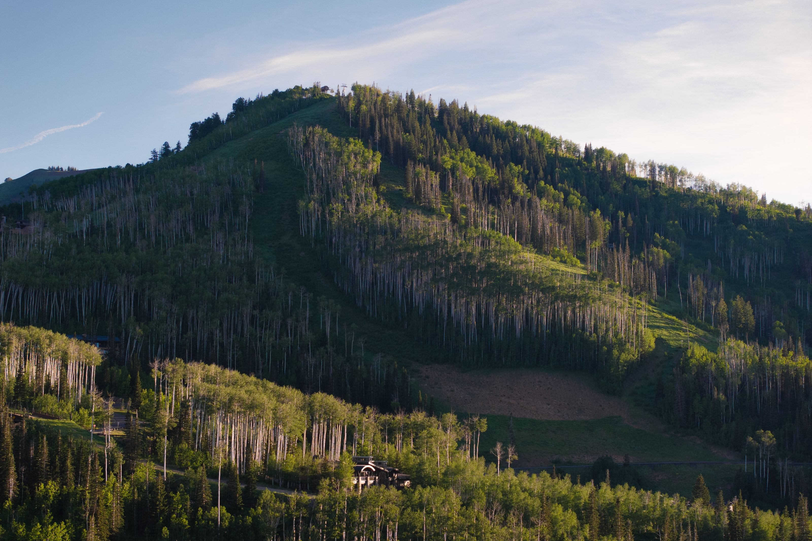 Mountainous terrain featuring extensive tree coverage, including dense forests and clusters of aspen trees