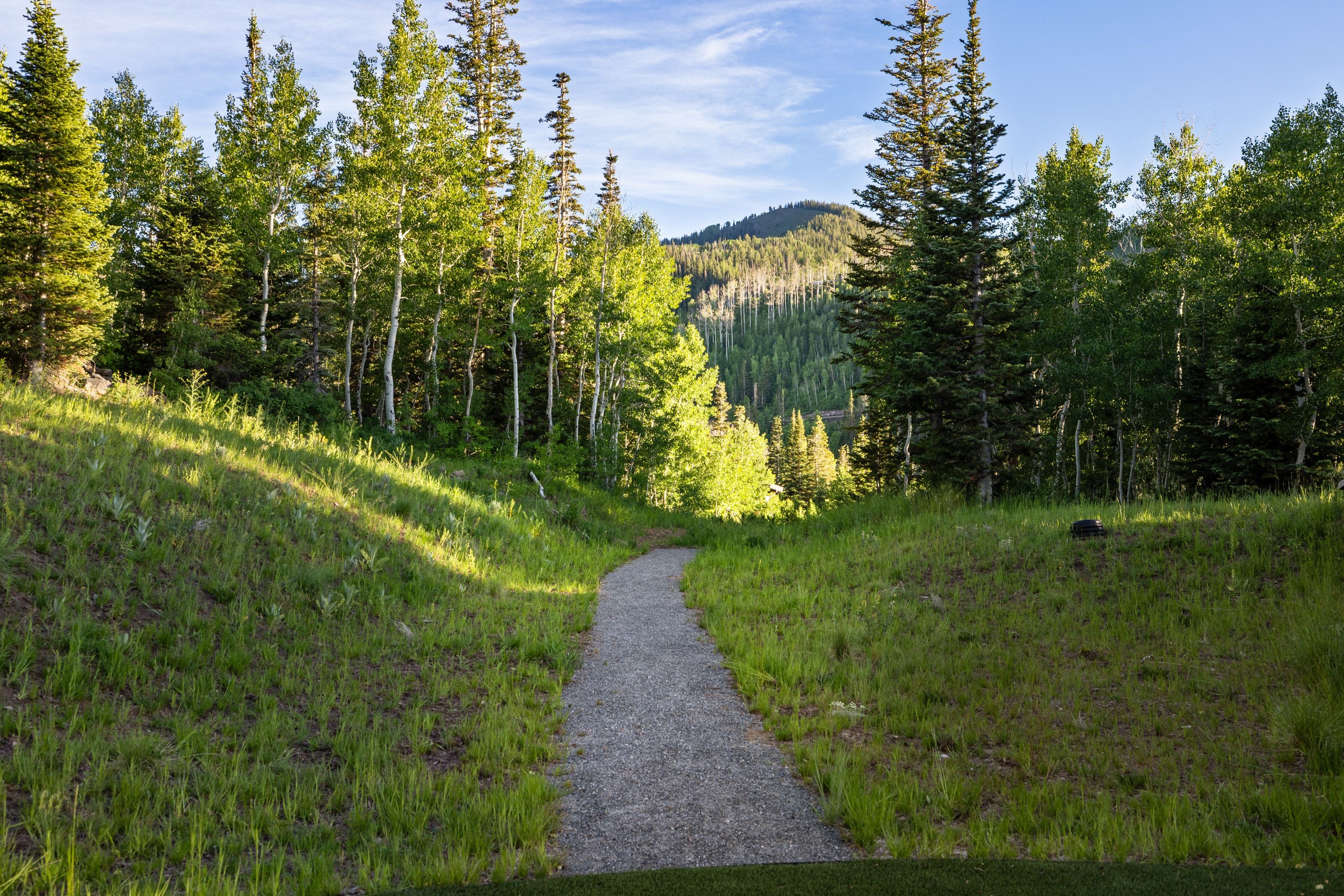 Gravel pathway surrounded by natural grass and mature evergreen and deciduous trees
