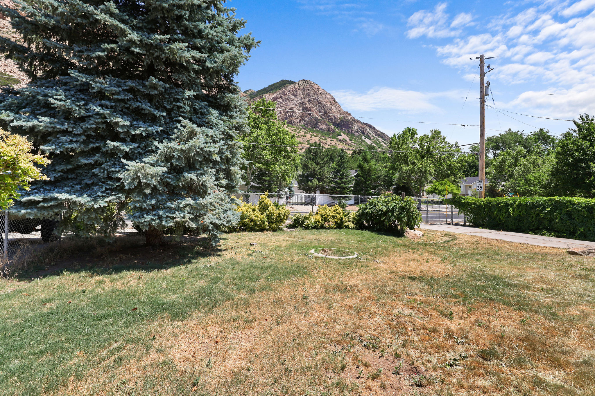 Expansive backyard featuring mature evergreen trees and a paved driveway, set against a mountain backdrop