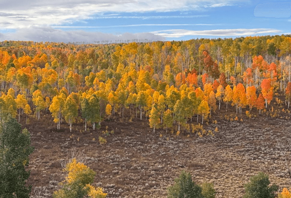 Expansive natural landscape featuring dense autumn foliage with varied hues of yellow, orange, and red
