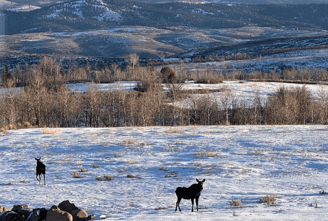 Expansive, snow-covered landscape featuring distant mountains, rolling hills, and scattered deciduous trees