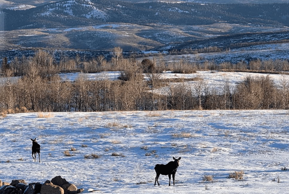 Expansive snow-covered terrain featuring distant mountainous ranges, mature trees, and natural ground cover
