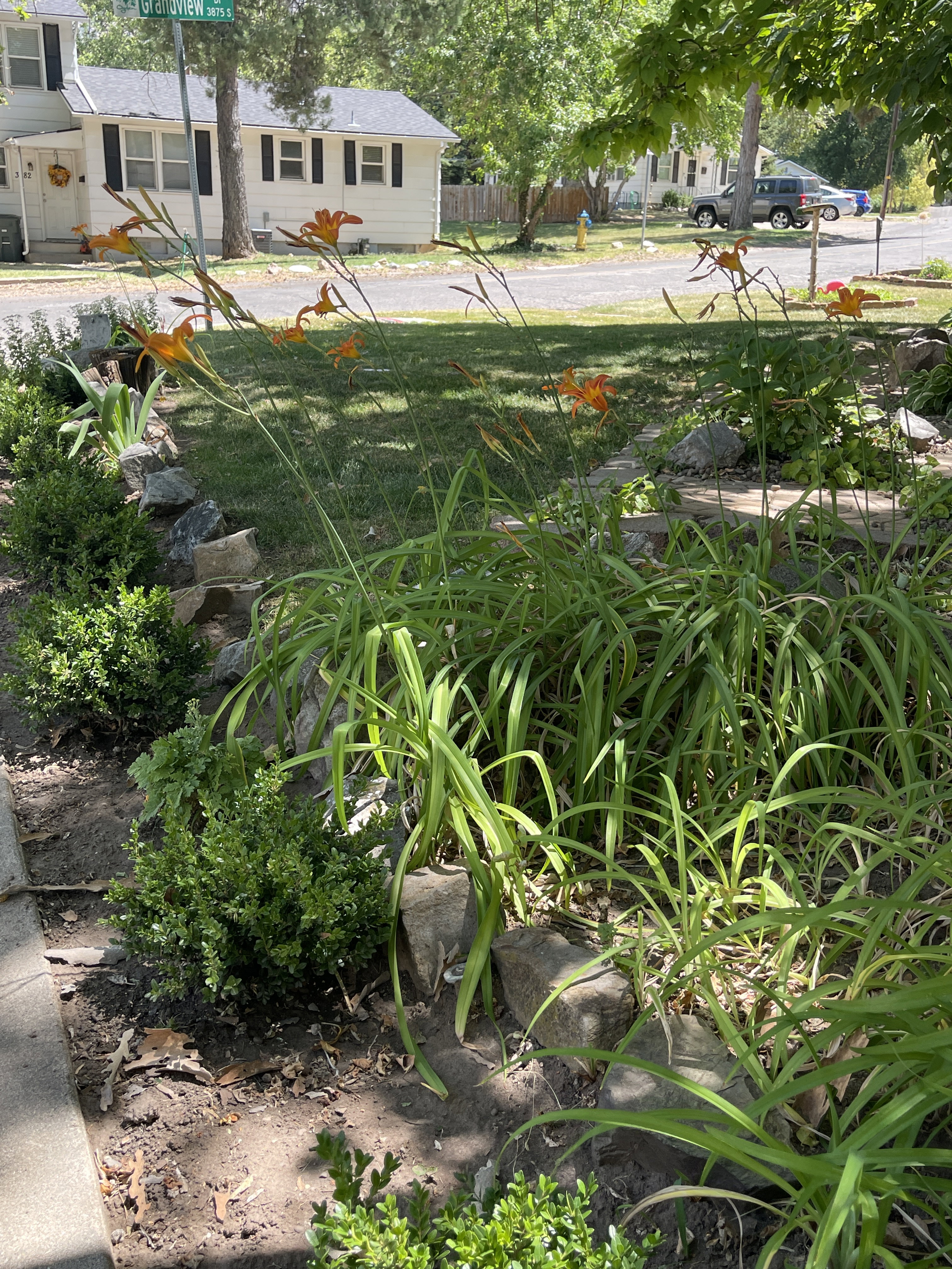 Landscaped garden bed featuring established plantings and decorative rocks