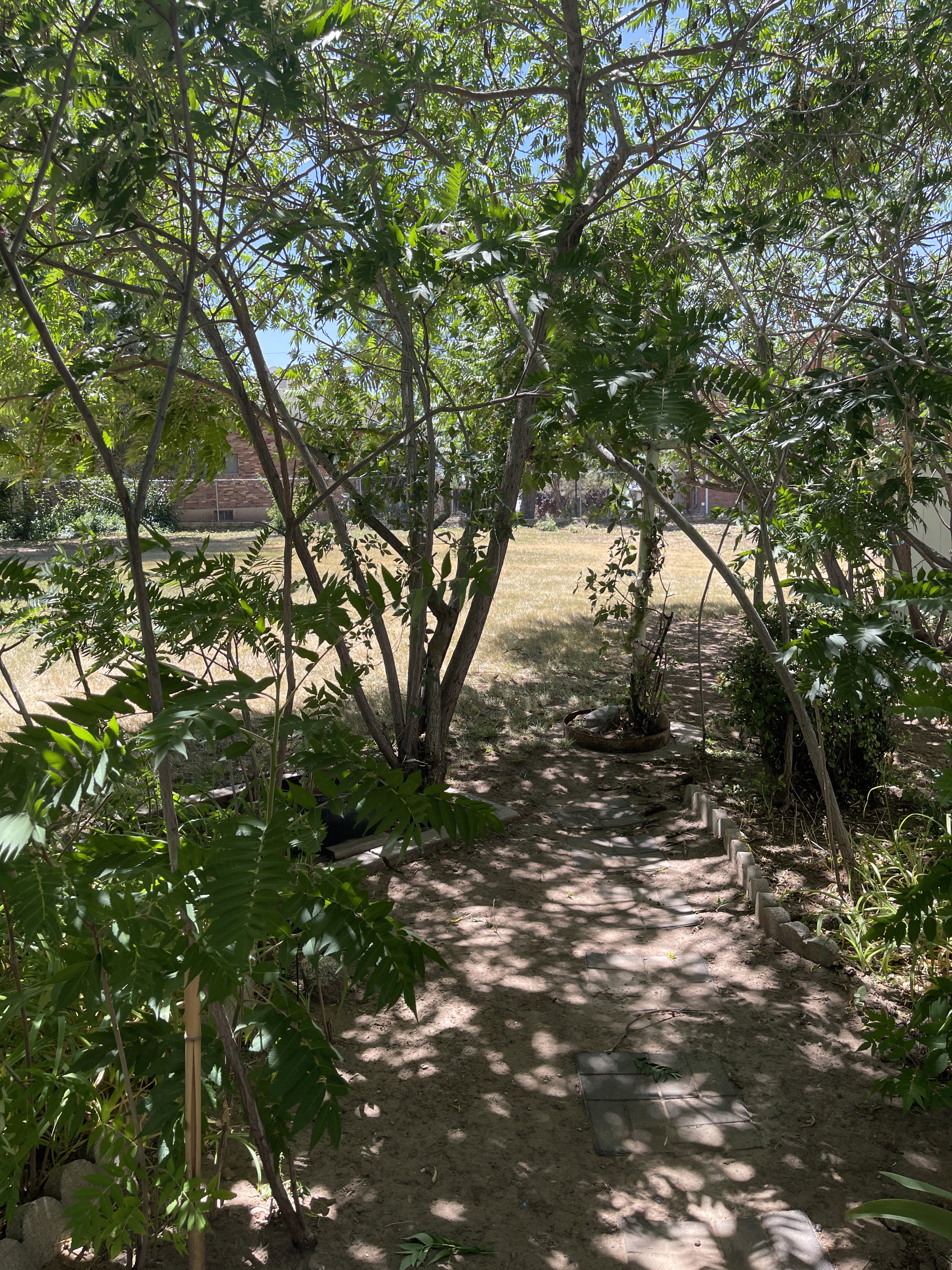 Garden pathway featuring natural tree canopy and partial brick wall structure