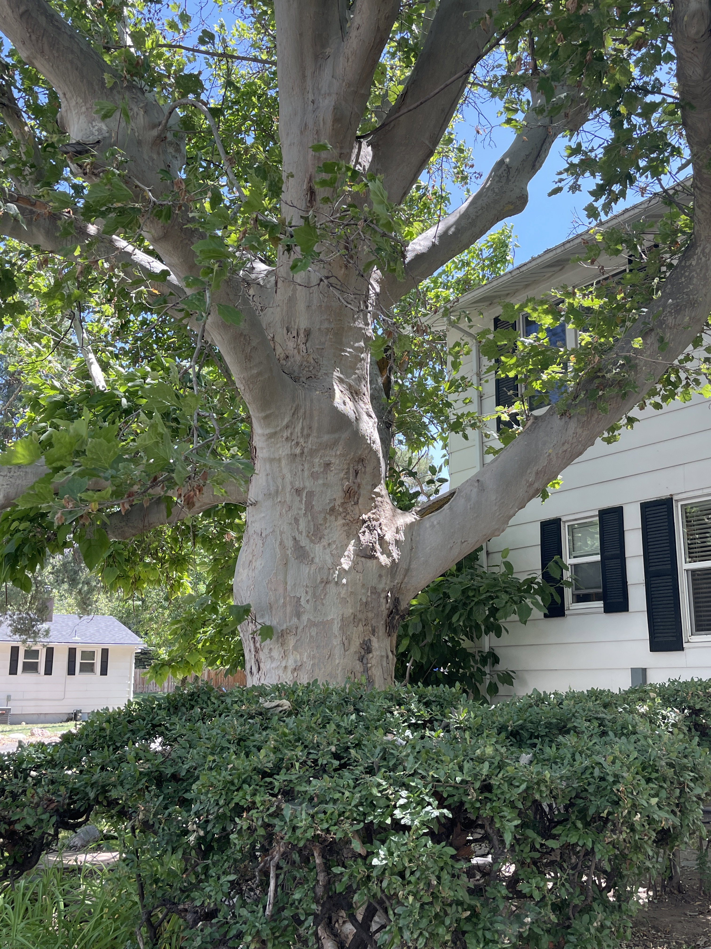 Mature tree with expansive canopy