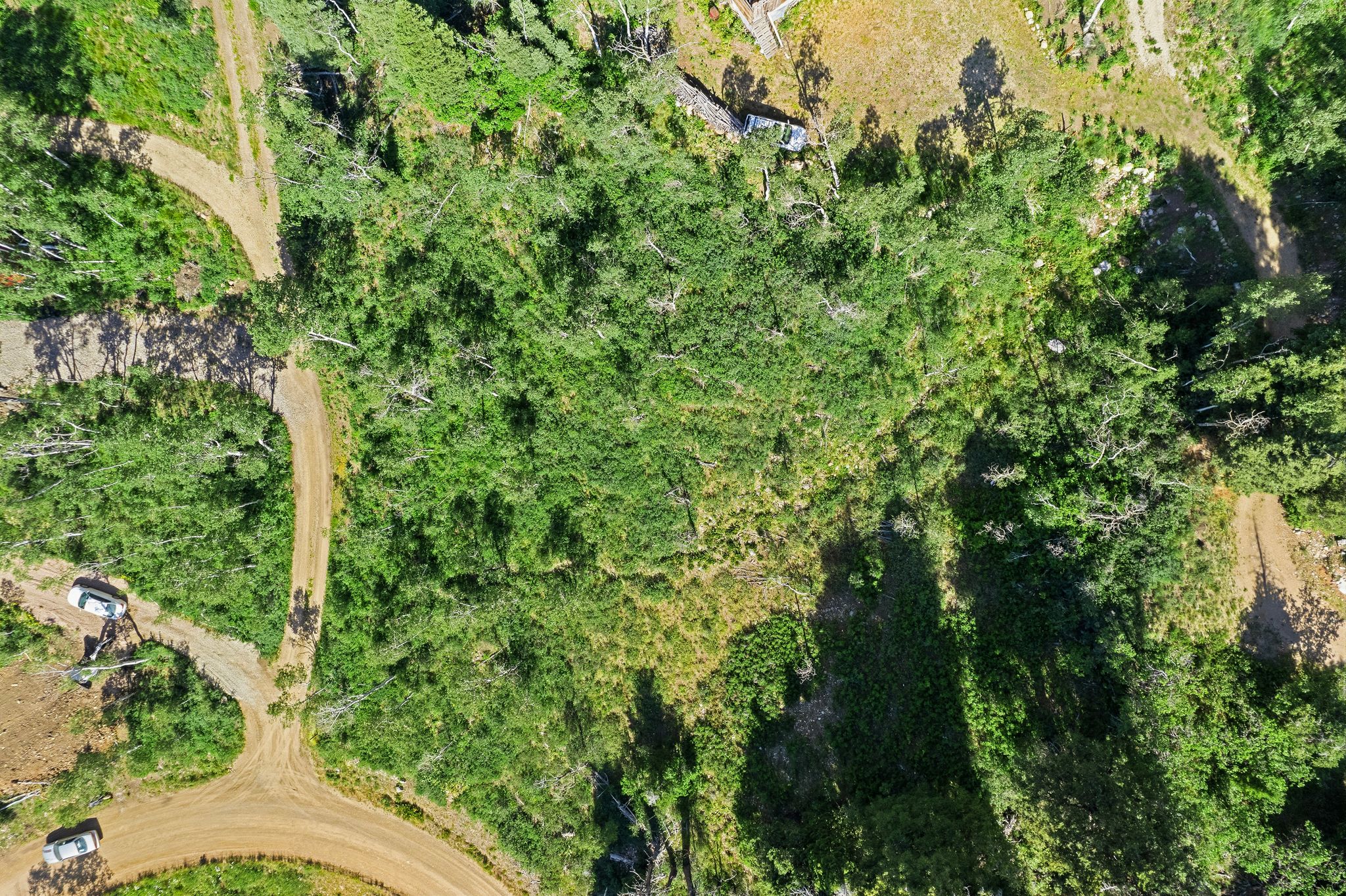Expansive wooded acreage featuring dense tree cover and natural foliage