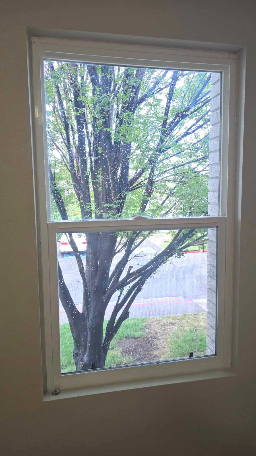 White-framed window featuring a street-level perspective with mature tree foliage visible