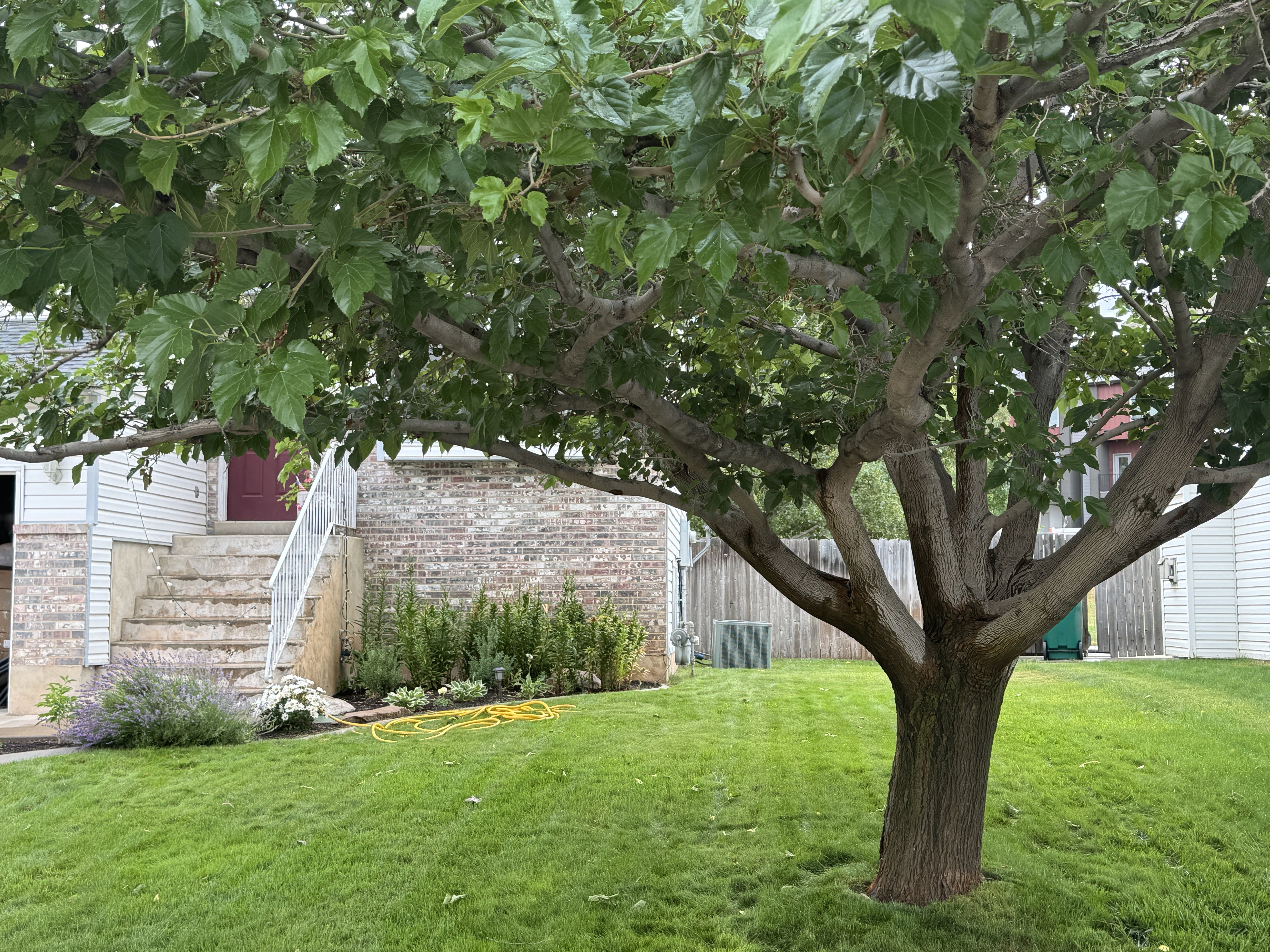 Mature deciduous tree providing ample shade