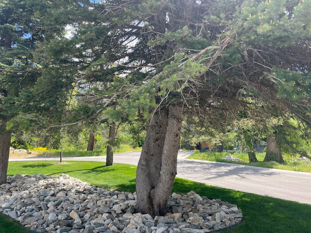Mature evergreen trees with dense foliage, surrounded by a rock groundcover and manicured lawn