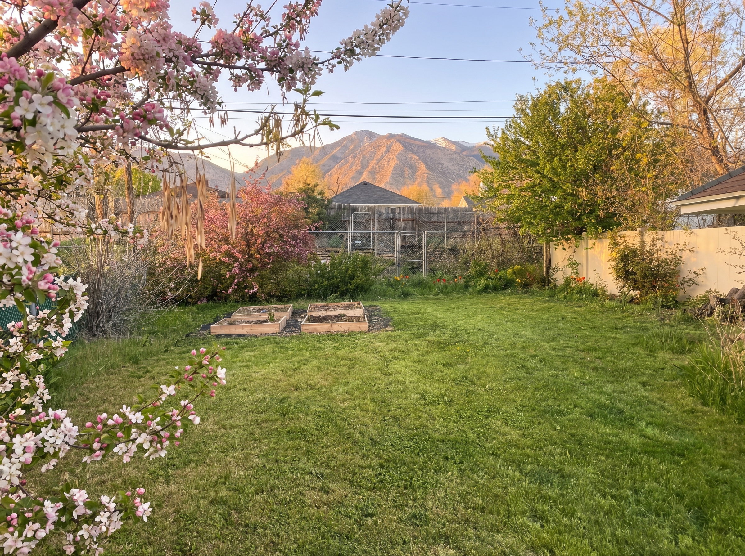 Back yard