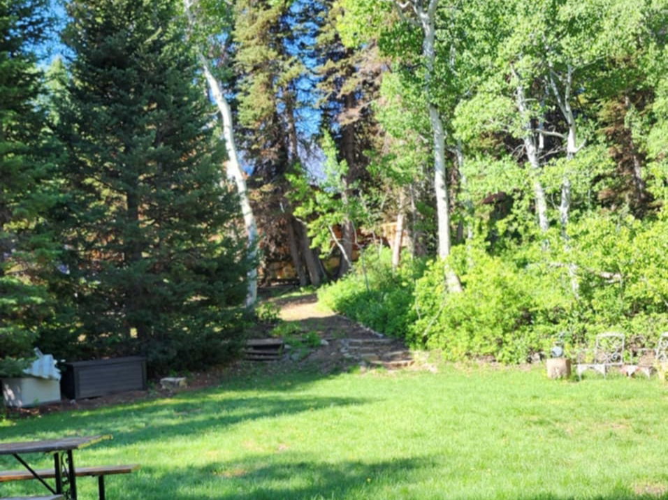 Expansive outdoor space featuring a sloped, grassed area surrounded by mature evergreen and deciduous trees