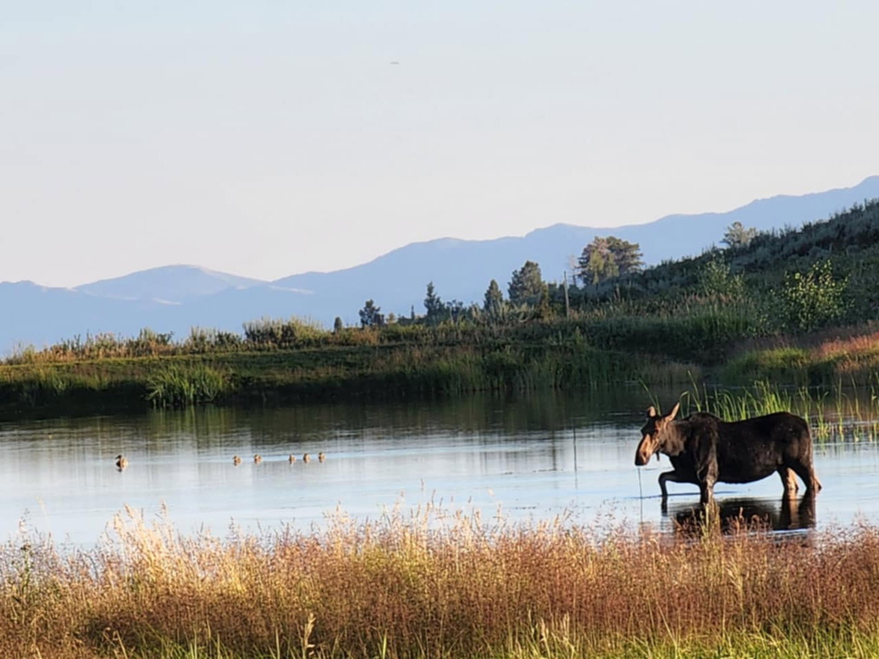 Natural water feature with surrounding vegetation and distant mountains
