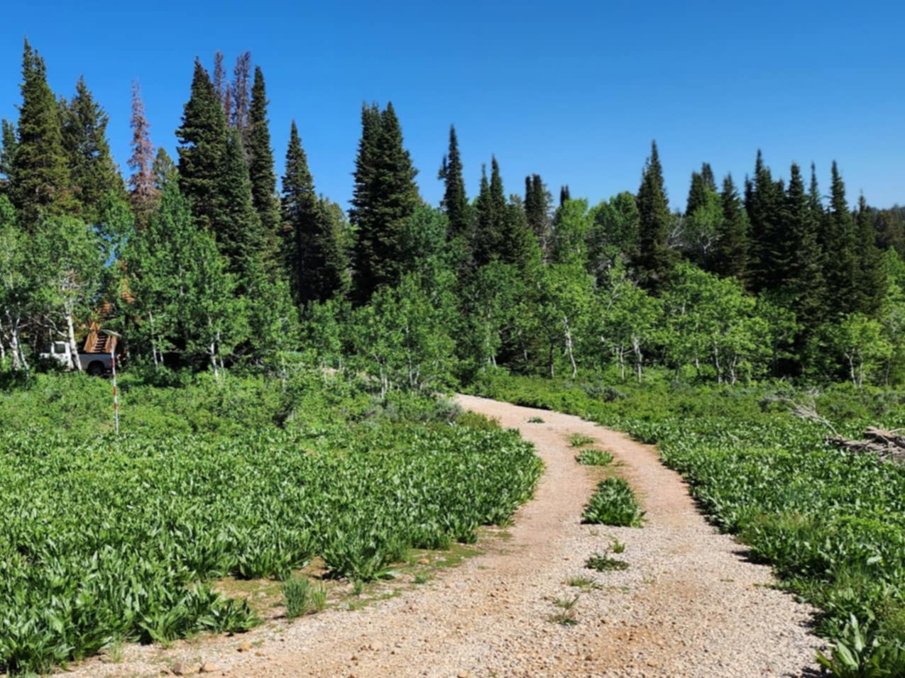 Expansive natural landscape featuring a winding gravel path, dense evergreen forest, and vibrant green ground cover