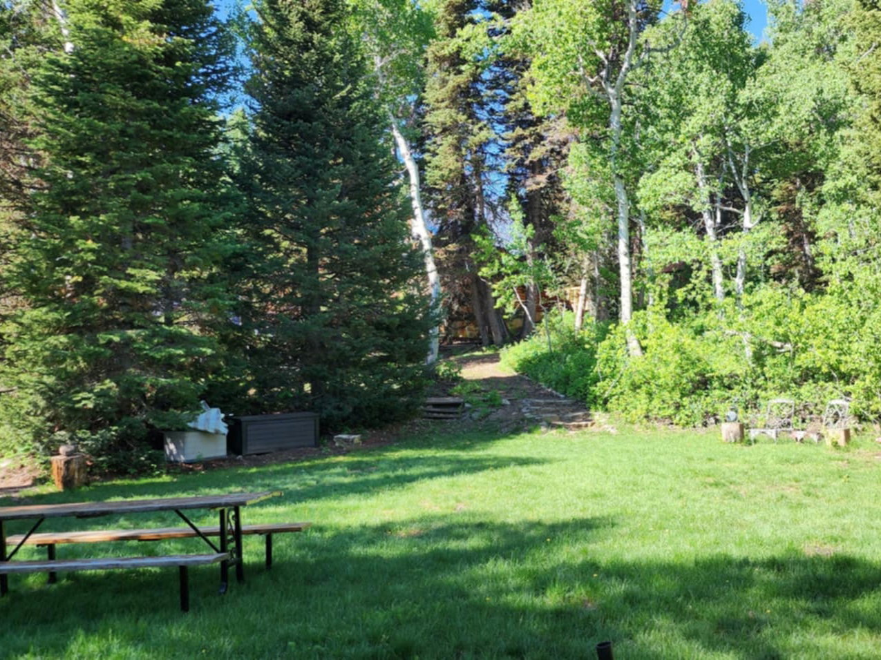 Expansive grassy yard area defined by mature evergreen and deciduous trees
