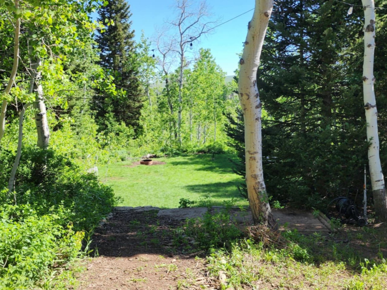 Expansive wooded landscape featuring mature evergreen and deciduous trees, a central grassy clearing, and natural ground cover