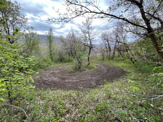 Wooded lot featuring a winding dirt track, mature trees, and natural ground cover