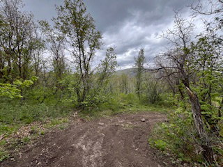 Wooded lot featuring mature trees and natural vegetation