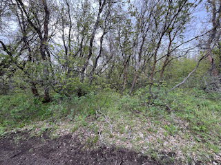Wooded lot with abundant natural growth and established trees