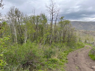 Wooded parcel featuring mature deciduous trees and abundant ground foliage