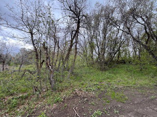 Wooded lot featuring mature trees and natural ground cover