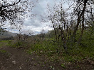 Dirt path traversing a natural landscape with varied foliage