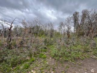 Natural landscape with varied vegetation, including mature trees and ground cover