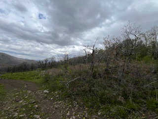 Natural landscape featuring varied terrain, existing foliage, and distant mountain forms