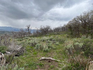 Expansive natural landscape featuring varied green foliage and scattered dry brush