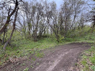 Dirt path entering a wooded area with dense foliage and mature trees