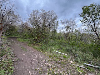 Wooded terrain with a winding dirt path and varied foliage