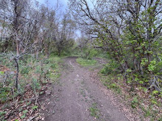 Wooded terrain featuring a dirt path, mature trees, and varied foliage