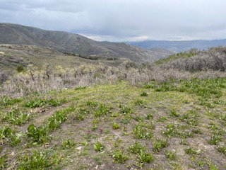 Expansive natural landscape with rolling hills and varied vegetation