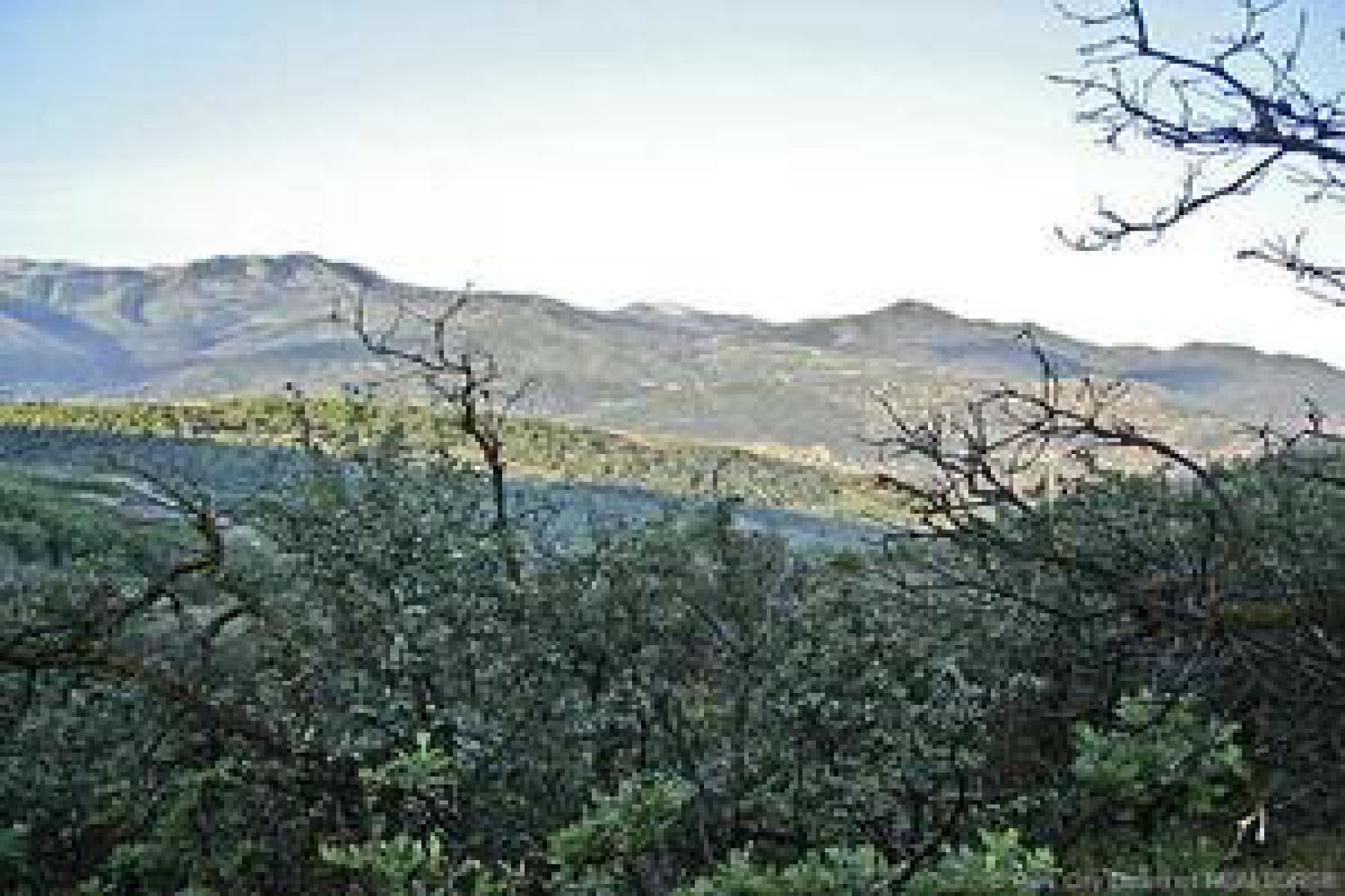 Expansive natural landscape featuring lush green foliage and mature trees, with a distant mountain range under a clear sky
