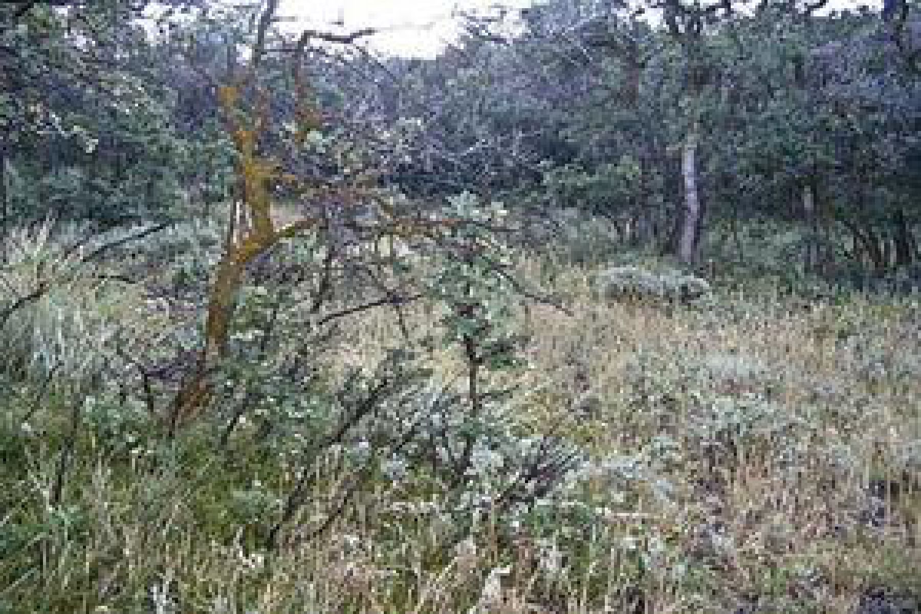Image quality insufficient for description