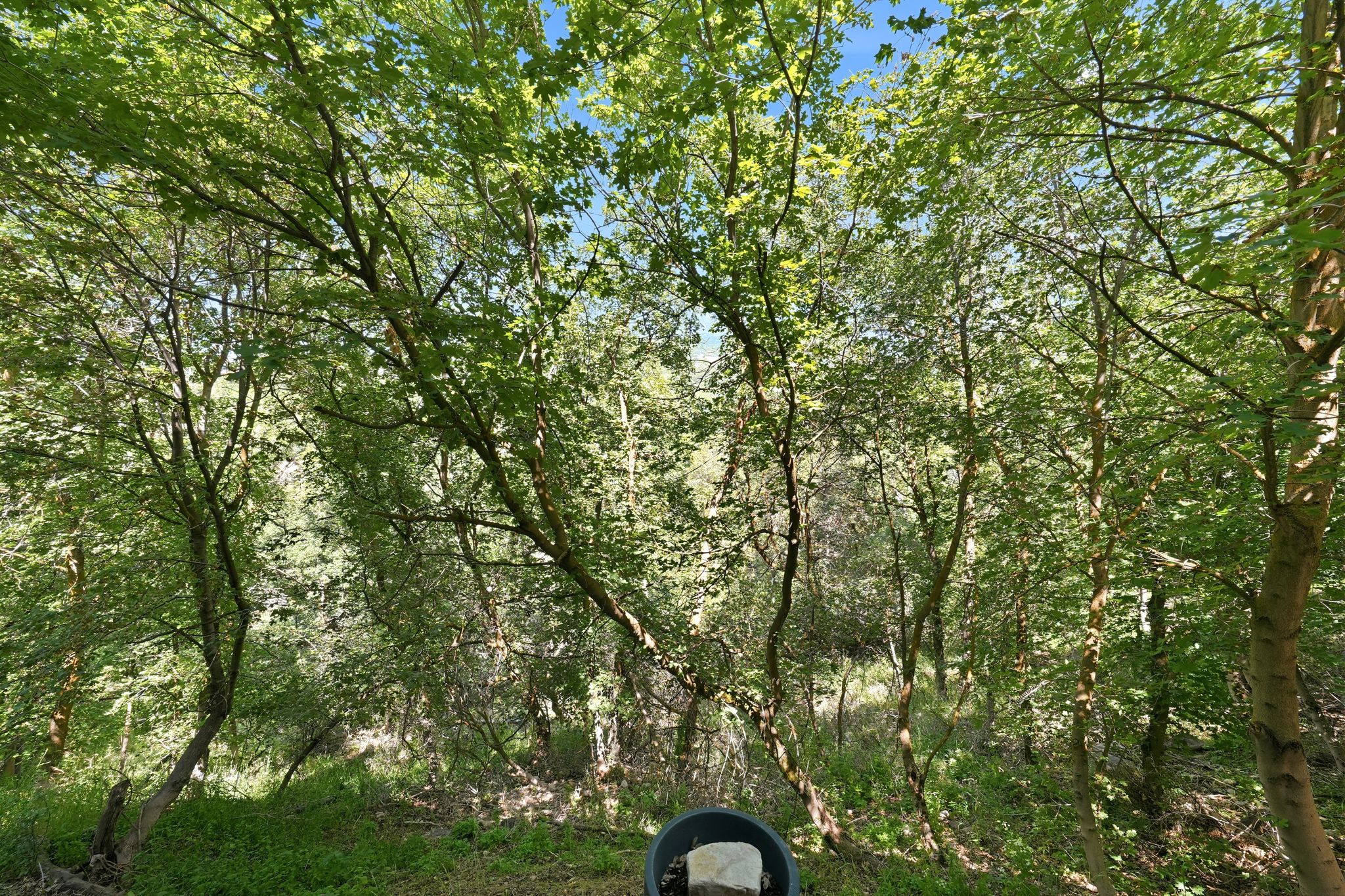Dense natural foliage providing extensive tree cover