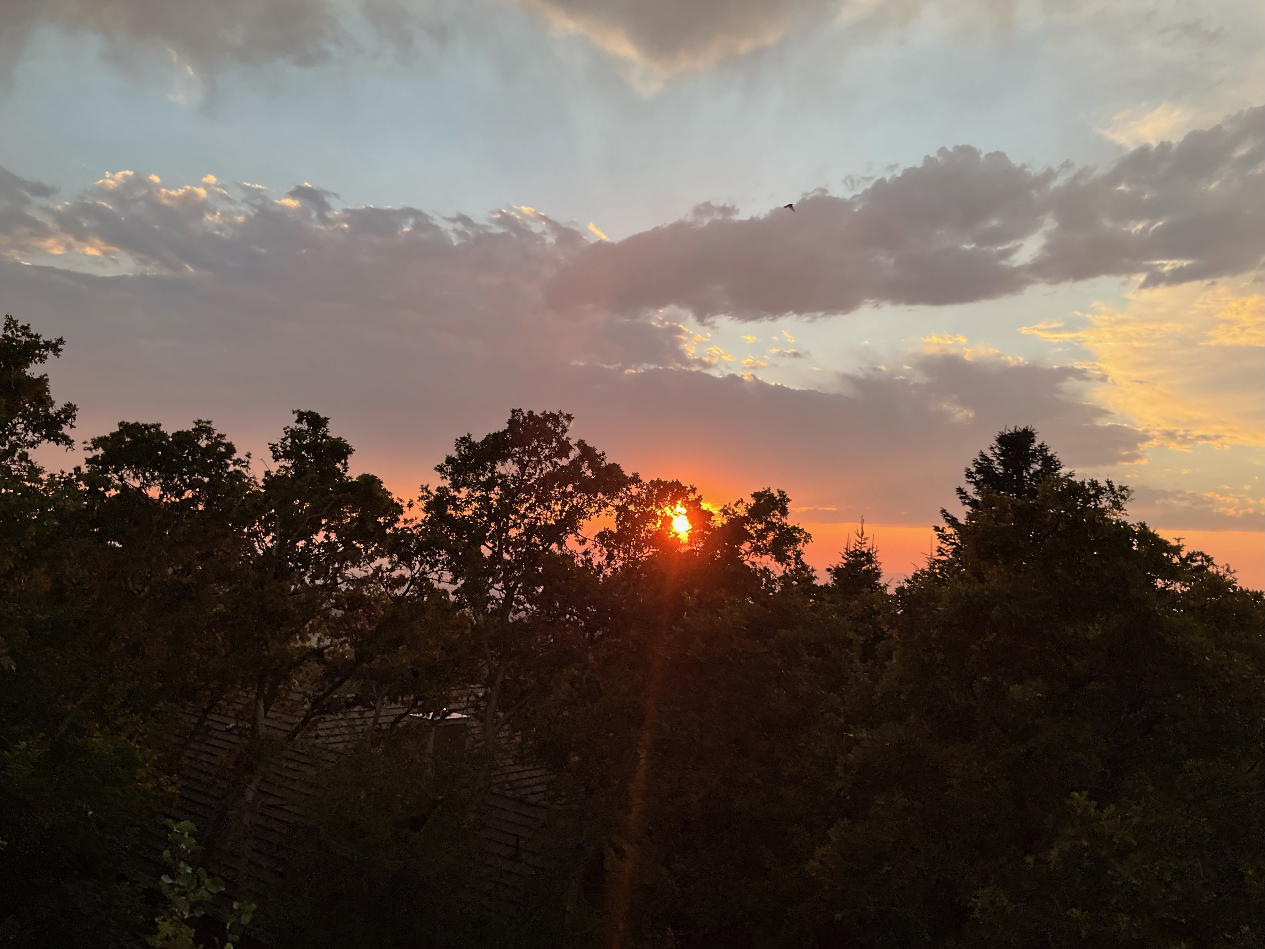 Expansive natural tree-line with a prominent sunset backdrop