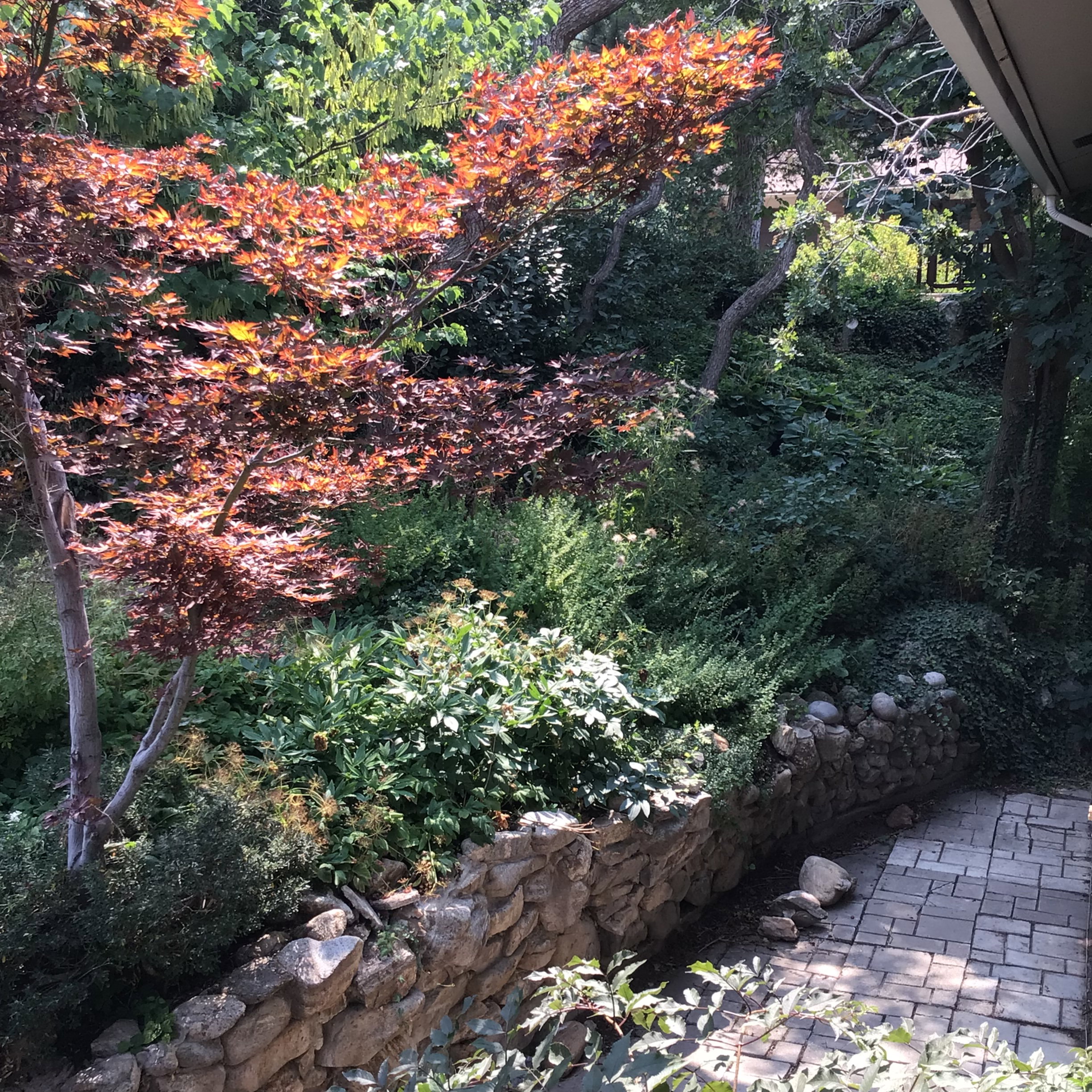 Landscaped garden featuring varied foliage, mature trees, a stone retaining wall, and a paver pathway