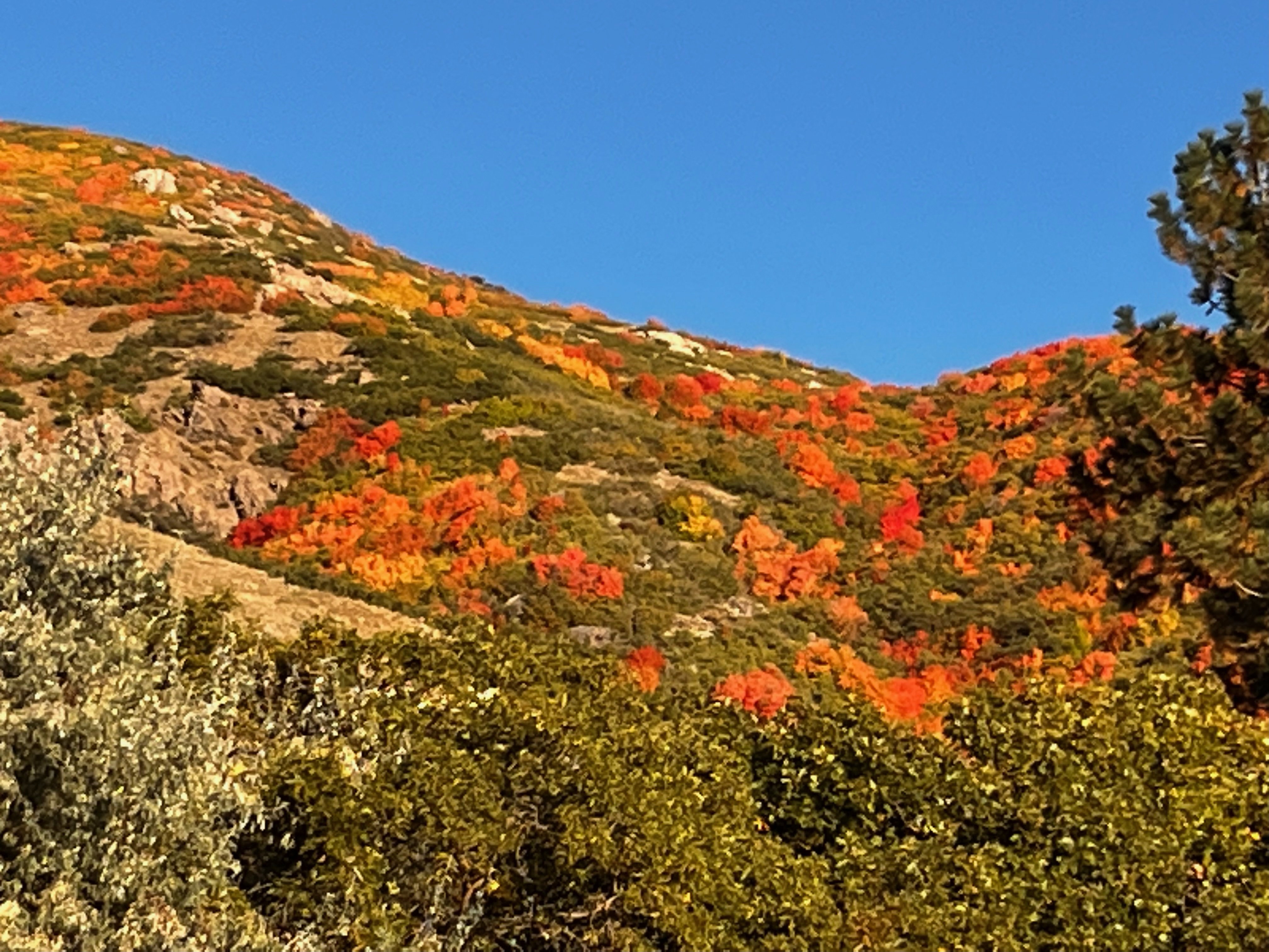 Front view Mountain landscape featuring vibrant autumn foliage and diverse evergreen trees