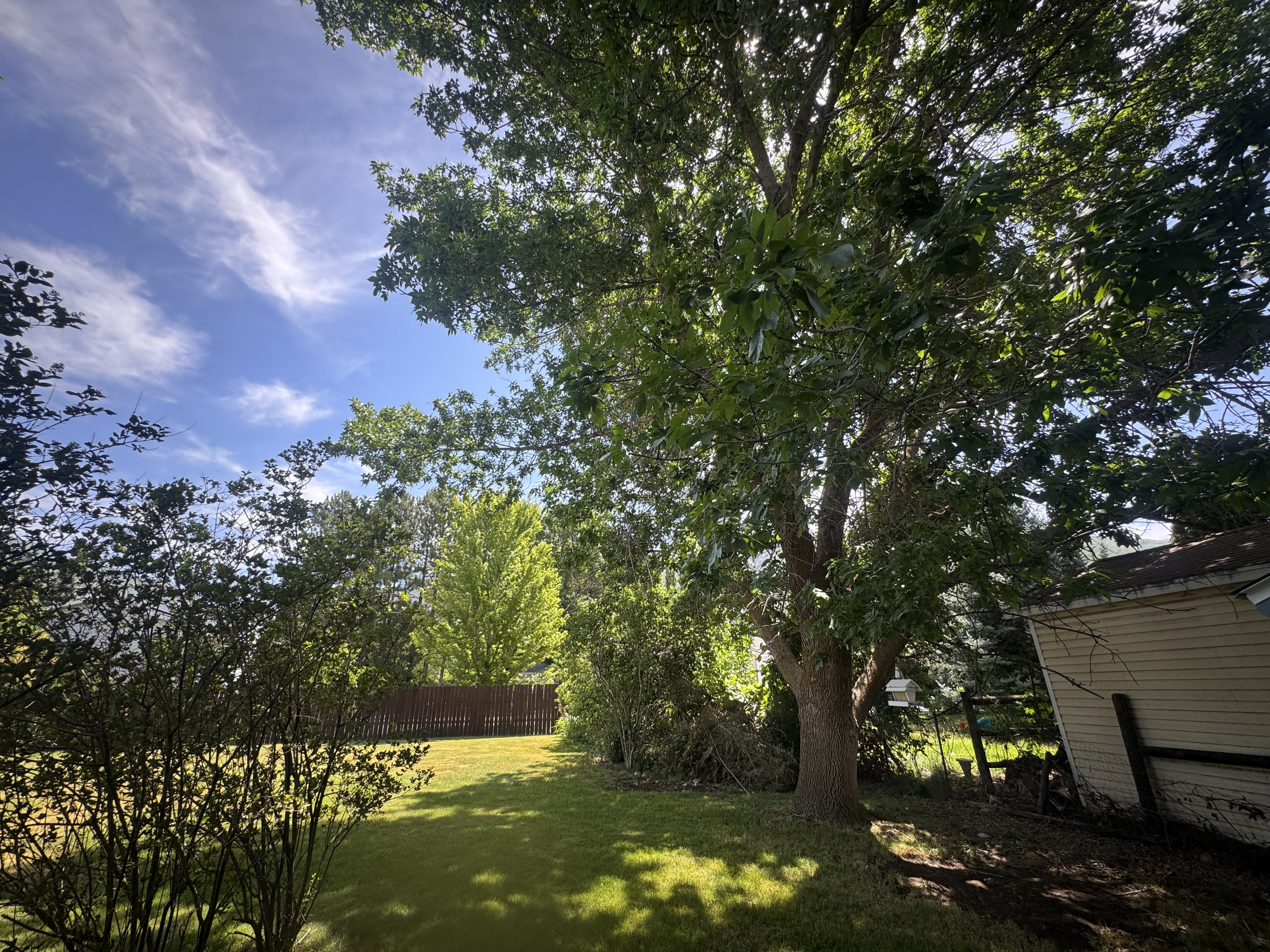 Spacious backyard featuring a substantial mature tree, manicured lawn, and privacy fencing