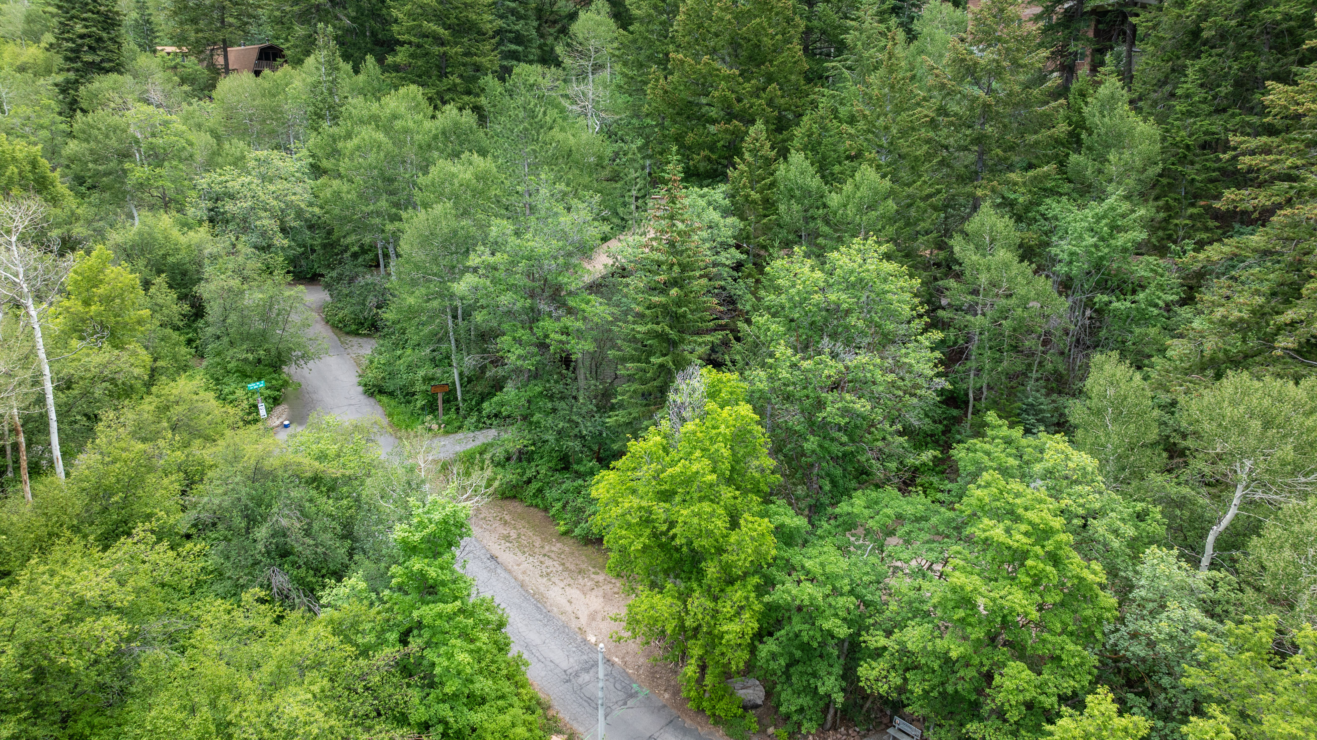 Wooded acreage with mature trees